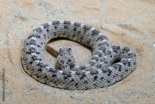 Horned rattlesnake or sidewinder rattlesnake (lat.- Crotalus cerastes)