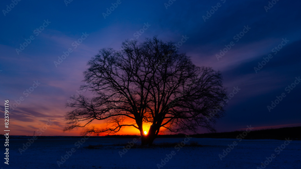 Obraz premium 北海道豊頃町ハルニレ