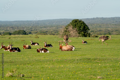 Blesbok Herd and Ostrich on Green Pasture photo