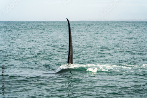 Majestic Whale Fin Rising From Sea photo