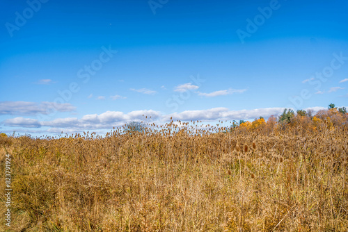 wheat field and blue sky