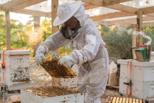 Rural beekeeper checking hive