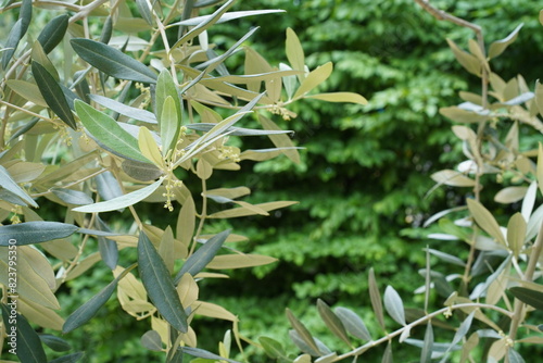 Teilaufnahme eines blühenden Olivenbaums