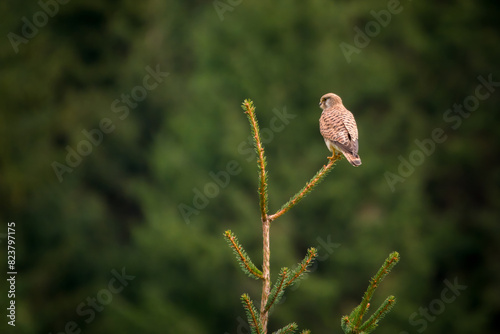 a kestrel female, falco tinnunculus, perched on a spruce tree at a spring day