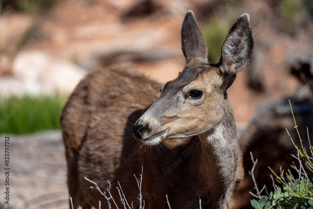 Wild Deer In Arches National Park Wild Deer In Arches National Park