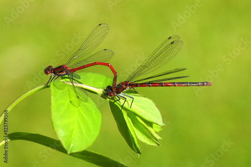 Male and female Large red damselfly (Pyrrhosoma nymphula), family Coenagrionidae. On leaves of common snowberry (Symphoricarpos albus). Dutch garden. Spring, May   © Thijs de Graaf