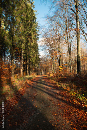 Forest in autumn  colorful foliage on the tree  path through deciduous trees  landscape 