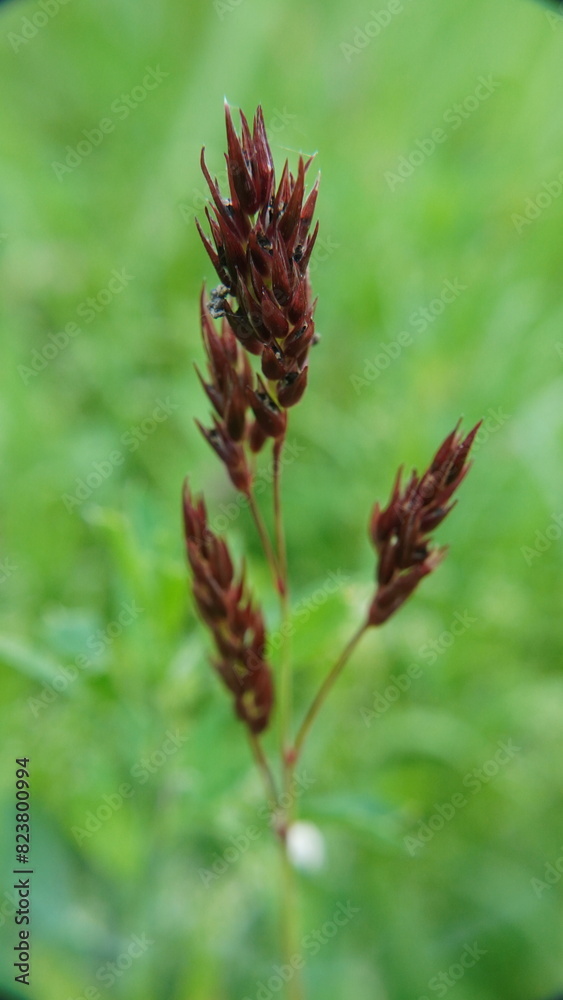 Sedge two-row
Plant
A perennial herbaceous plant, a species of the genus Sedge of the Sedge family.
Sedge two-row
Plant
A perennial herbaceous plant, a species of the genus Sedge of the Sedge family.
