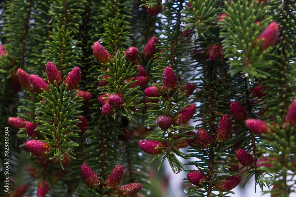 Beautiful natural background from pink cones on a spruce tree in spring with raindrops on the branches. Beautiful natural background from pink cones on a spruce tree in spring with raindrops on the branches.