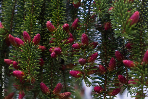 Beautiful natural background from pink cones on a spruce tree in spring with raindrops on the branches.