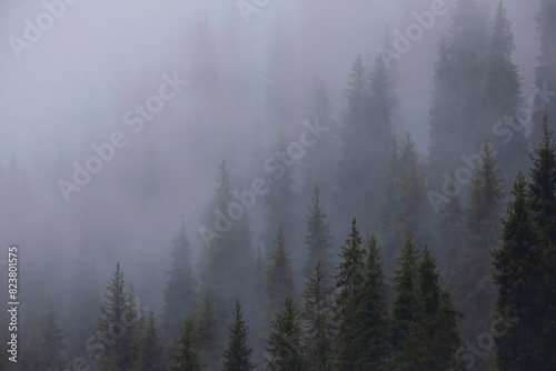 Beautiful natural mountain background of forest and tall fir trees in the fog
