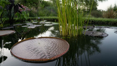 Aquatic plants. Closeup view of a Victoria Longwood Hybrid, hybrid between south american Victoria cruziana and amazonica, giant waterlily red leaf growing in the garden pond.	