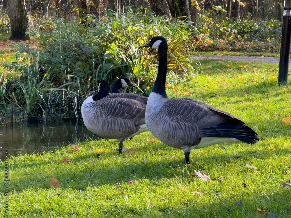 Fototapeta premium Bar Headed Gooses on the grass in a park next to the lake