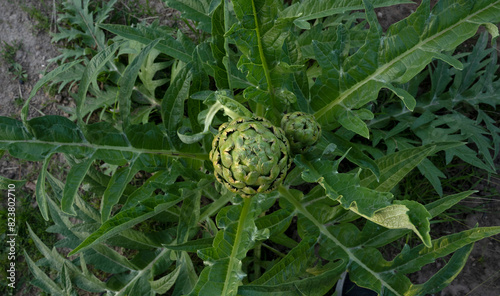 Agriculture. Organic goods. Closeup view of artichoke plant, Cynara cardunculus, edible fruit and green leaves.
