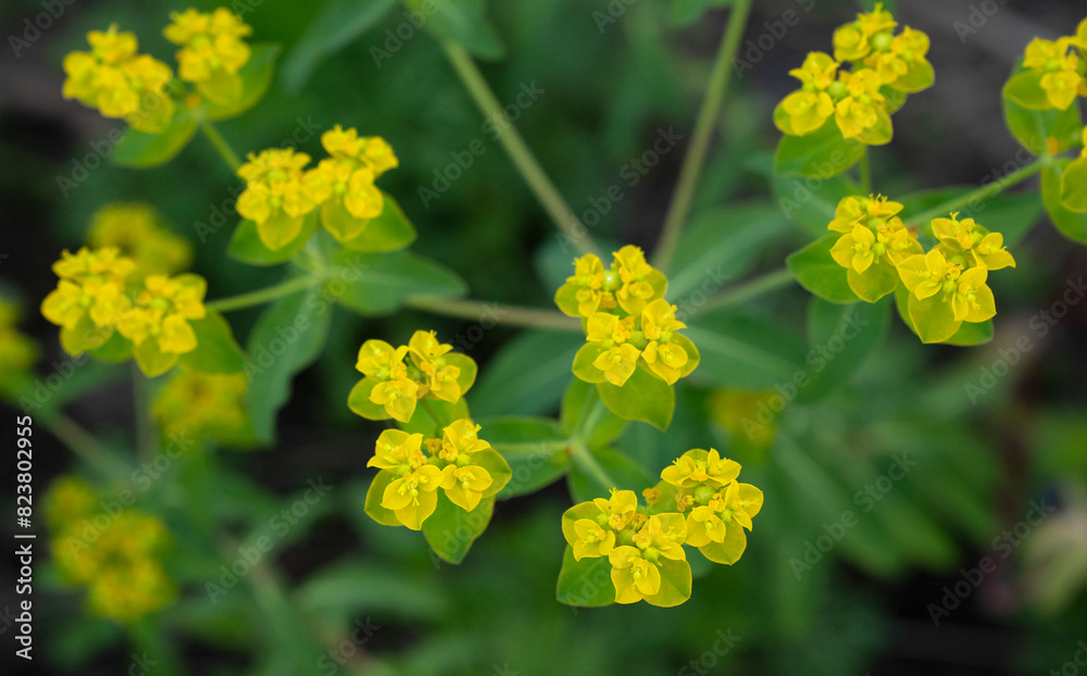 Botany. Top view of an Euphorbia flavicoma yellow flower blooming in the garden. 