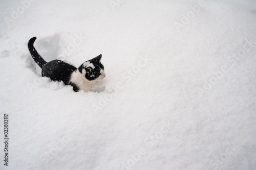 Cat And Snow  photo
