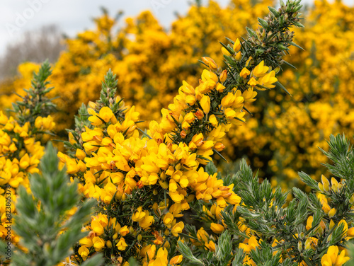 Close-up view of vibrant yellow gorse flowers blossoming in the wild, showcasing beauty of nature in springtime.