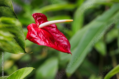 Red Calla Lily Flamingo Anthurium Flower photo