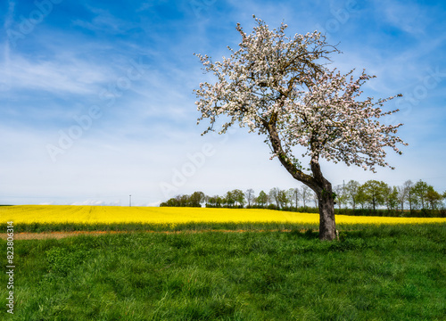 Spring scenic with a flowering tree
