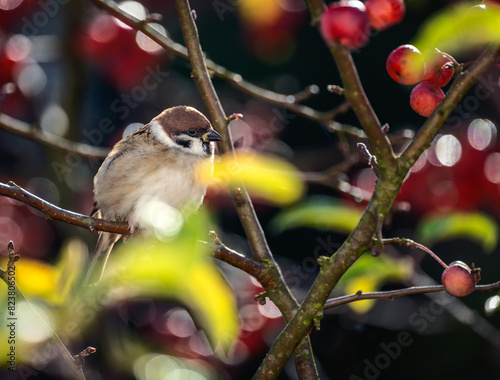 Sparrow sitting on an apple tree