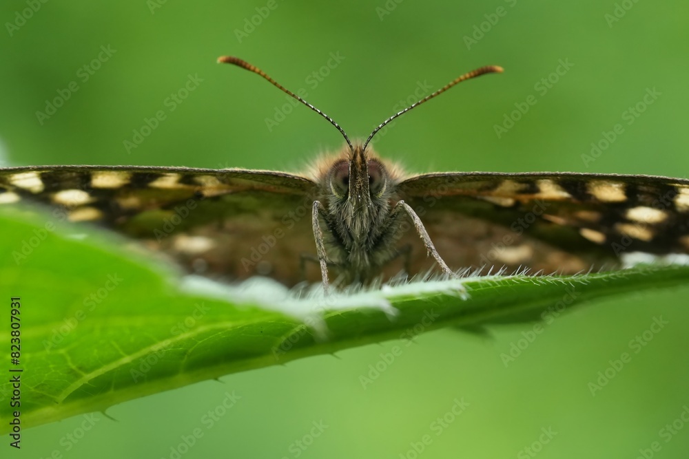 Obraz premium Extreme facial closeup on the Speckled wood butterfly, Pararge aegeria in the garden