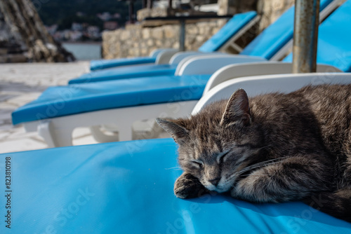 Cat on the sunbed photo