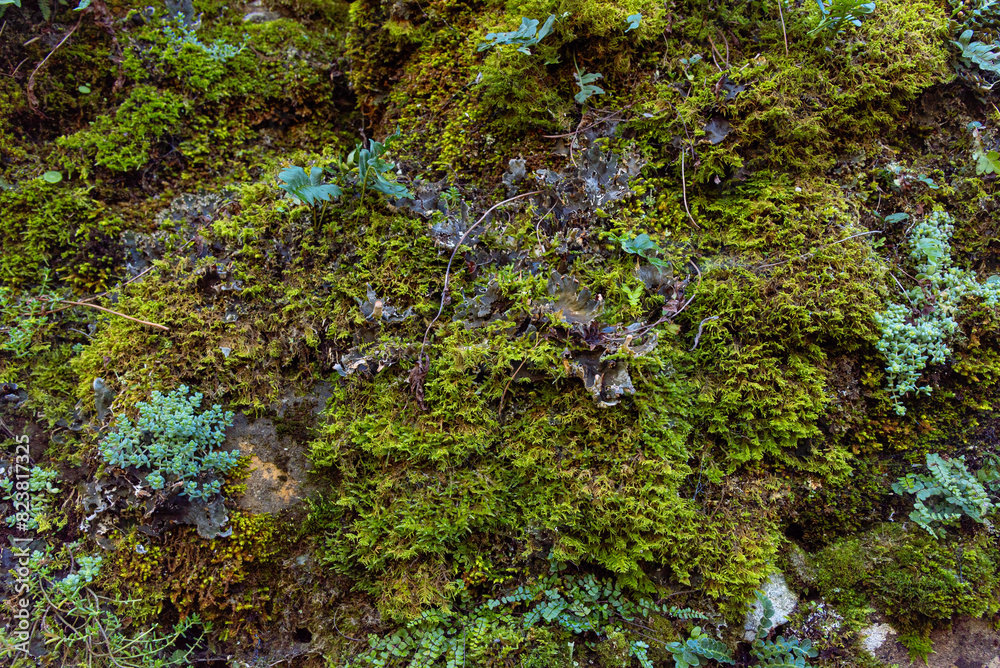 Moss, simply the expression of nature. Moss, simply the expression of nature.