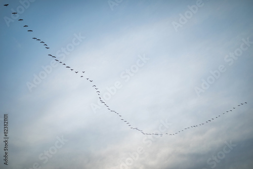 flock of birds flying lined up in the sky photo