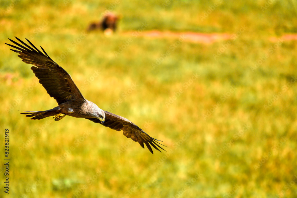 Obraz premium eagle in flight