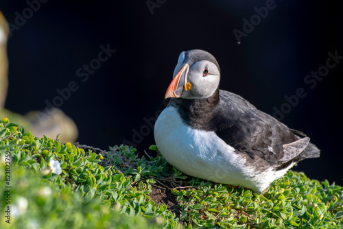 Puffins