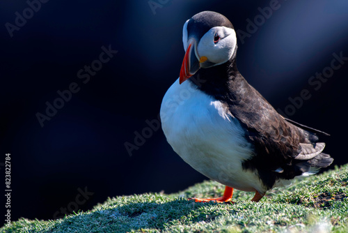 Puffins