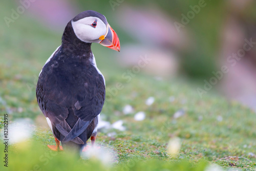 Puffins