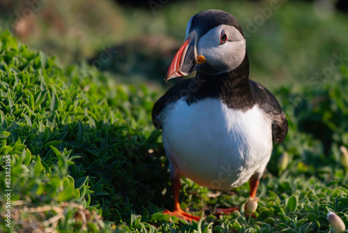 Puffins