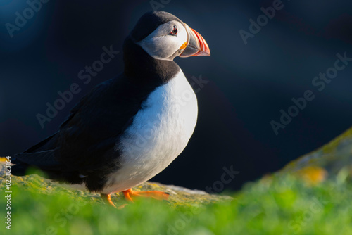 Puffins