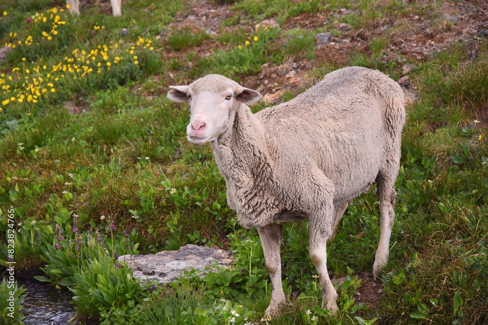 Sheep in the Countryside, Colorado, USA Sheep in the Countryside, Colorado, USA