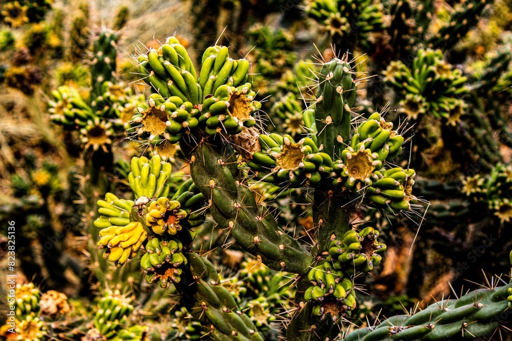 Fototapeta premium green and yellow cactus