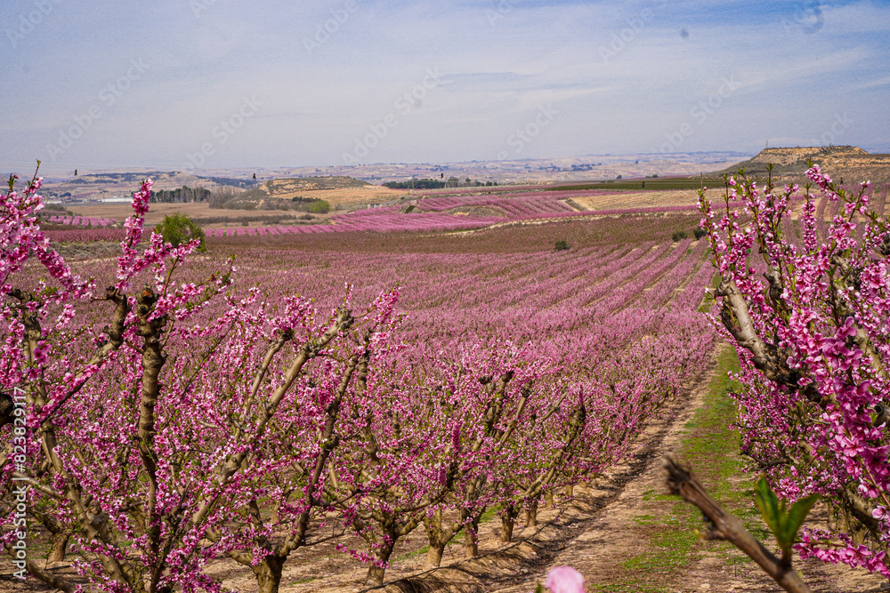 Obraz premium Vibrant Spring Scenery