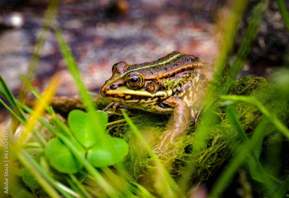 Frog in the grass Frog in the grass