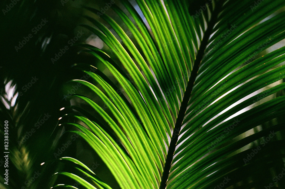Green Green