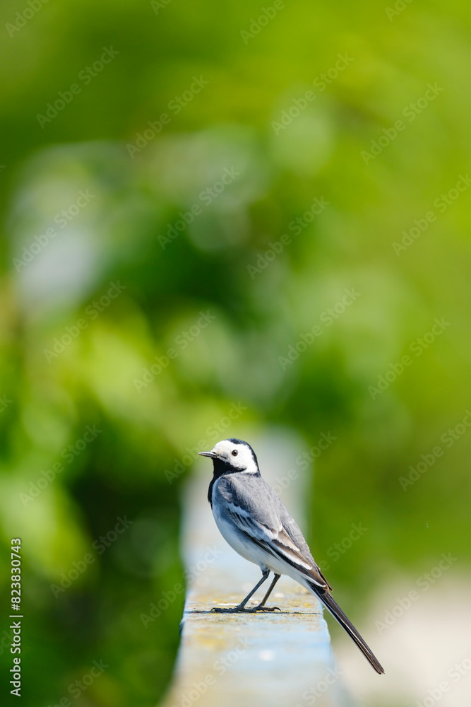 Obraz premium White wagtail on a railing