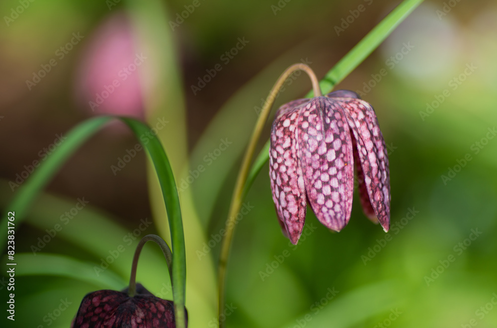 A garden flower with a checkerboard pattern A garden flower with a checkerboard pattern