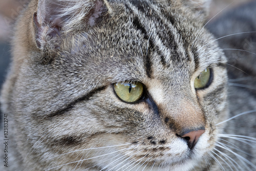 Portrait of a cat