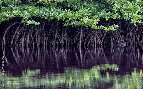 Myriad intertwining mangroves