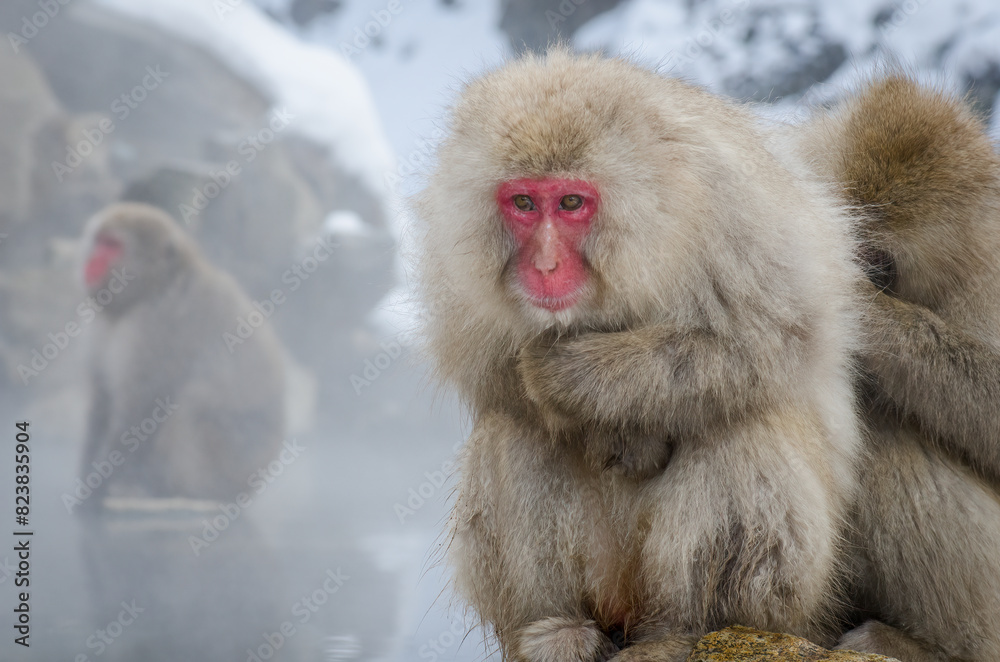 Naklejka premium Snowmonkey's (Japanese macaques (Macaca fuscata)) at jigokudani monkey park in japan