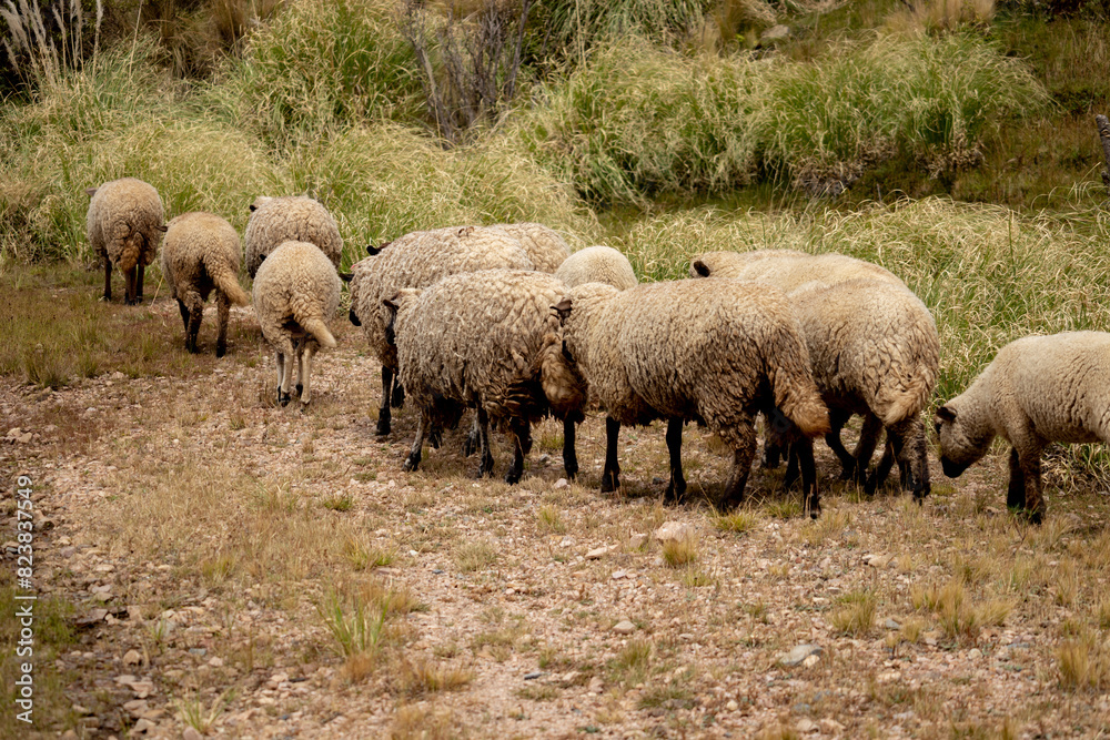 Sheeps in the field Sheeps in the field