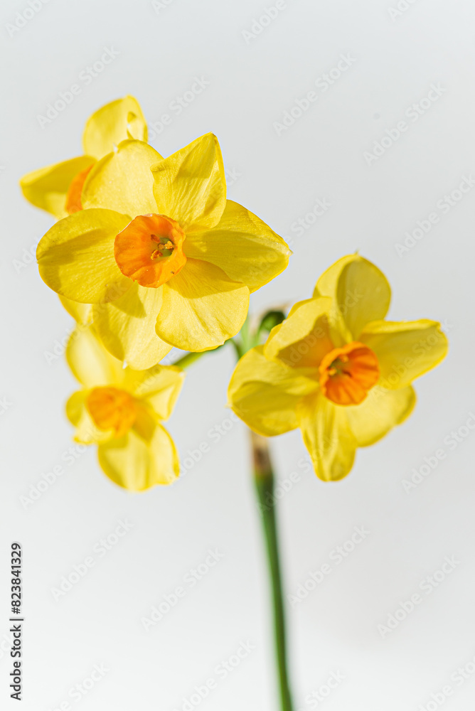 Fototapeta premium narcissus on the white background