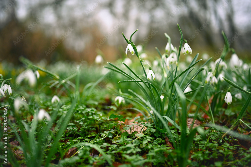 Obraz premium Snowdrops in the rain