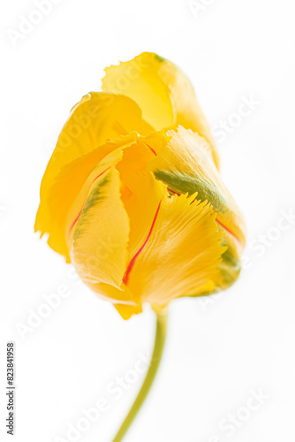 fresh tulip on the white © Maksim Shebeko