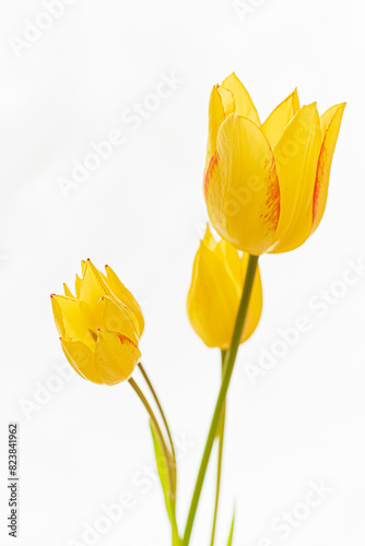 fresh tulip on the white © Maksim Shebeko