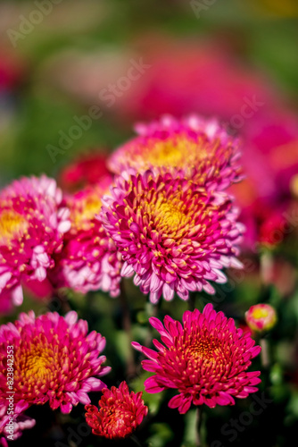 Chrysanthemum Blooming in The Garden